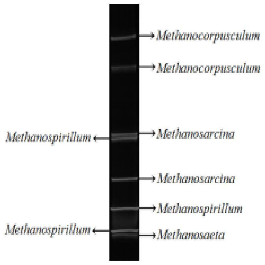 Kit and method for rapidly detecting archaea