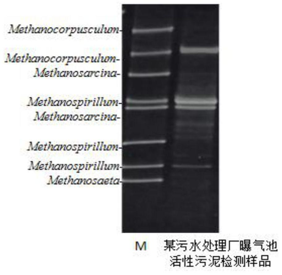 Kit and method for rapidly detecting archaea