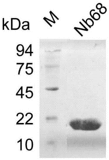 CD105 nano antibody Nb68
