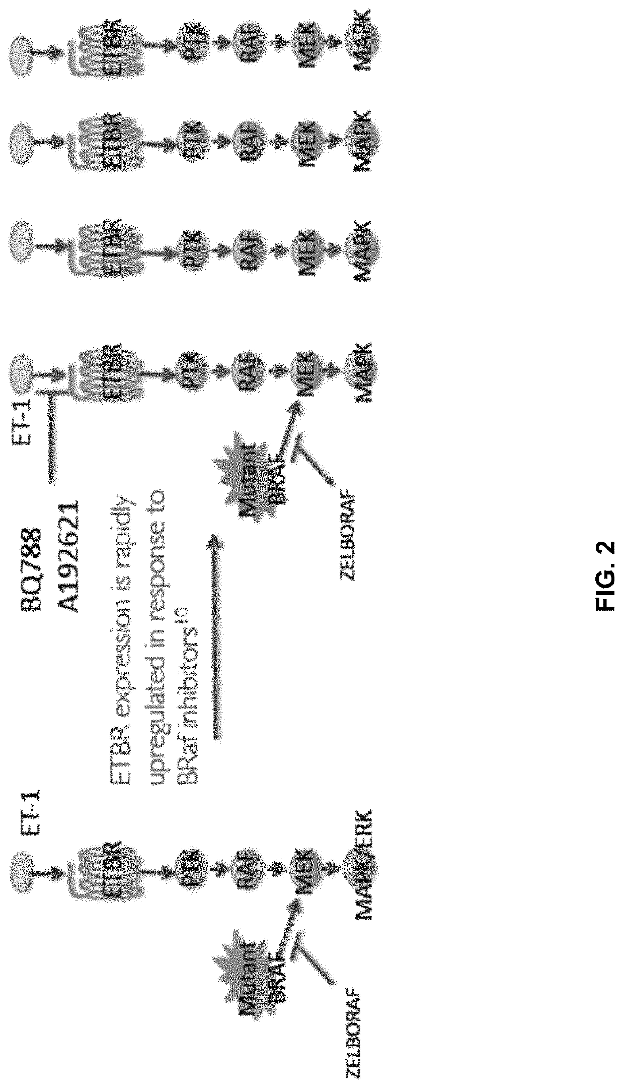 Methods of inhibiting endothelin b receptor expressing tumor metastases