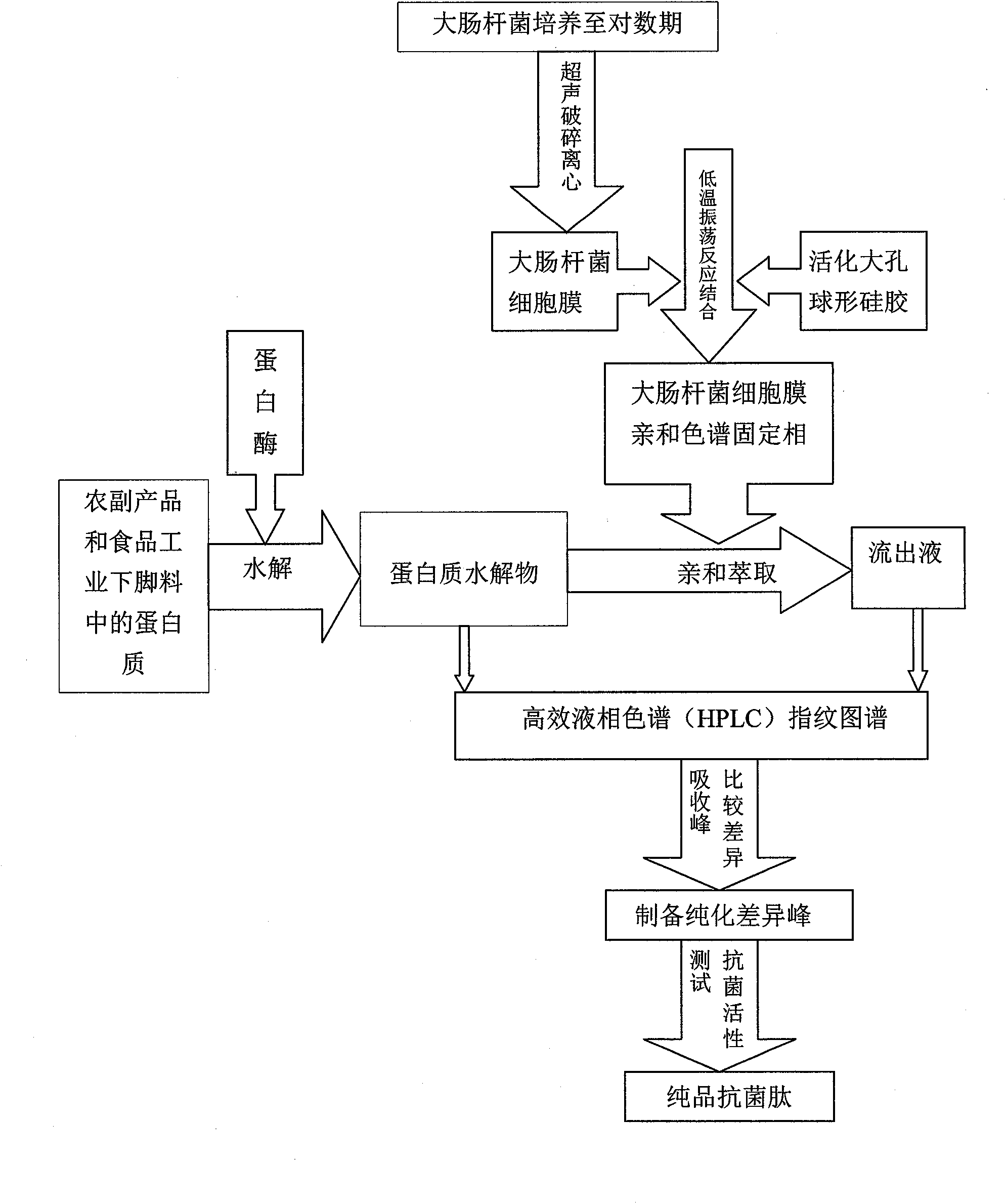 Jatropha curcas seed protein hydrolysate-derived antibacterial peptide and preparation method thereof