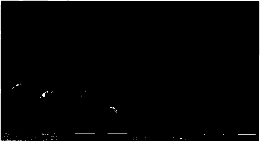 Jatropha curcas seed protein hydrolysate-derived antibacterial peptide and preparation method thereof