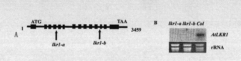 Plant low potassium sensitive correlated protein AtLKR1, its coding gene and application