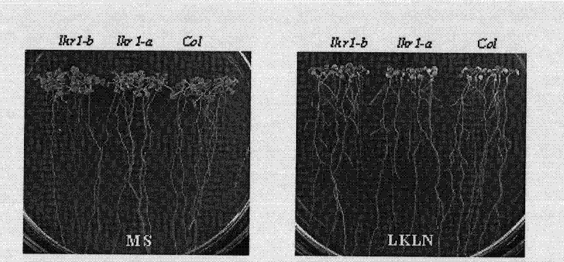 Plant low potassium sensitive correlated protein AtLKR1, its coding gene and application