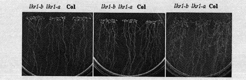 Plant low potassium sensitive correlated protein AtLKR1, its coding gene and application