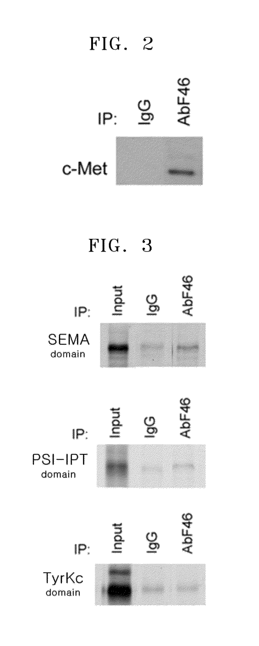 Antibody specifically binding to epitope in SEMA domain of c-Met