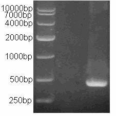 Bambusa emeiensis 'viridiflavus' chlorophyll degradation pathway related protein and encoding gene thereof as well as application of encoding gene