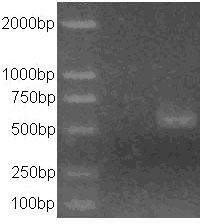 Bambusa emeiensis 'viridiflavus' chlorophyll degradation pathway related protein and encoding gene thereof as well as application of encoding gene