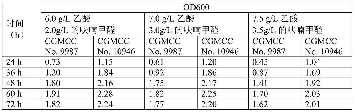 A kind of Zymomonas mobilis resistant to high-concentration acetic acid and high-concentration furfural formaldehyde and its application