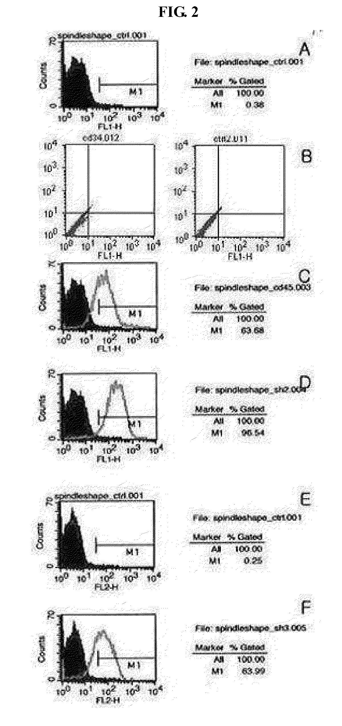 Multipotent adult stem cells having an ability of oct4 expression derived from umbilical cord blood and method for preparing the same