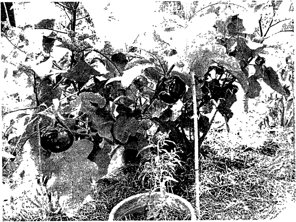 Medlar, hot pepper and eggplant grafting hybridization method