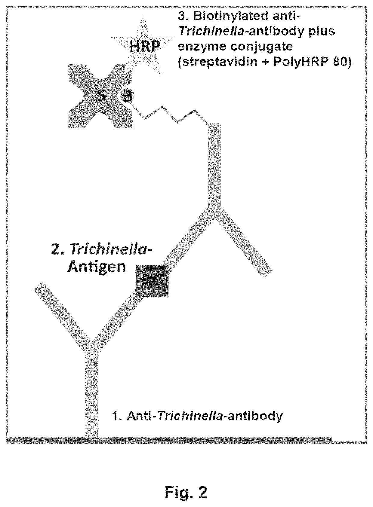 Antigen detection of <i>Trichinella</i>