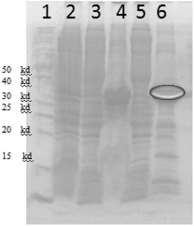 Preparation method for antimicrobial peptide-lysozyme fusion protein and application thereof