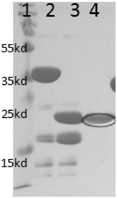 Preparation method for antimicrobial peptide-lysozyme fusion protein and application thereof