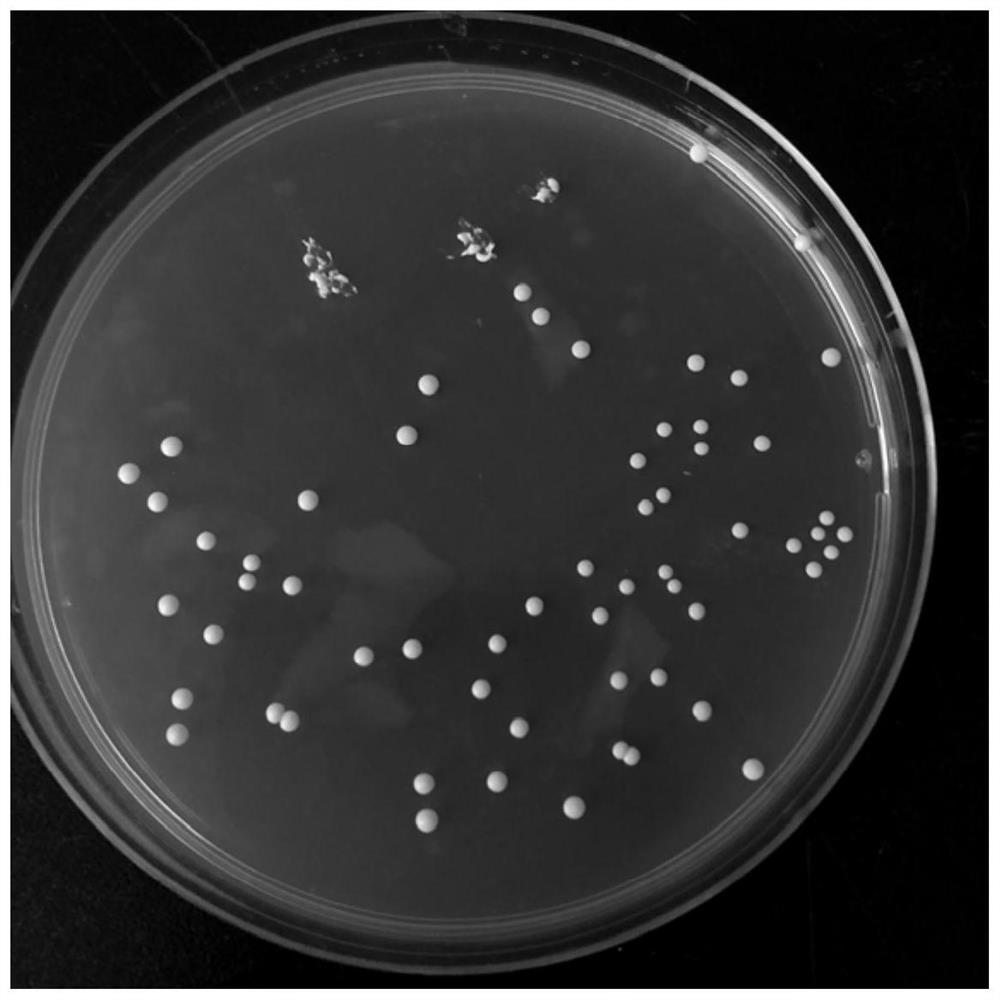 Bifidobacterium pseudocatenulatum capable of highly utilizing galactooligosaccharide and application of bifidobacterium pseudocatenulatum