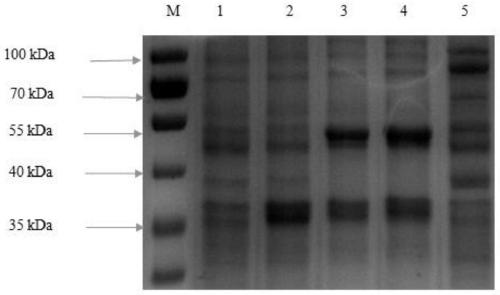 Plasmid for efficiently catalyzing L-threonine to synthesize 2, 5-DMP and construction and application of plasmid