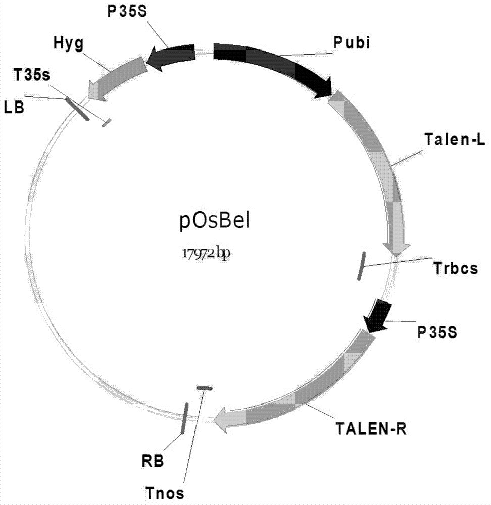 Fixed-point knockout system for Bel gene of paddy rice and application thereof