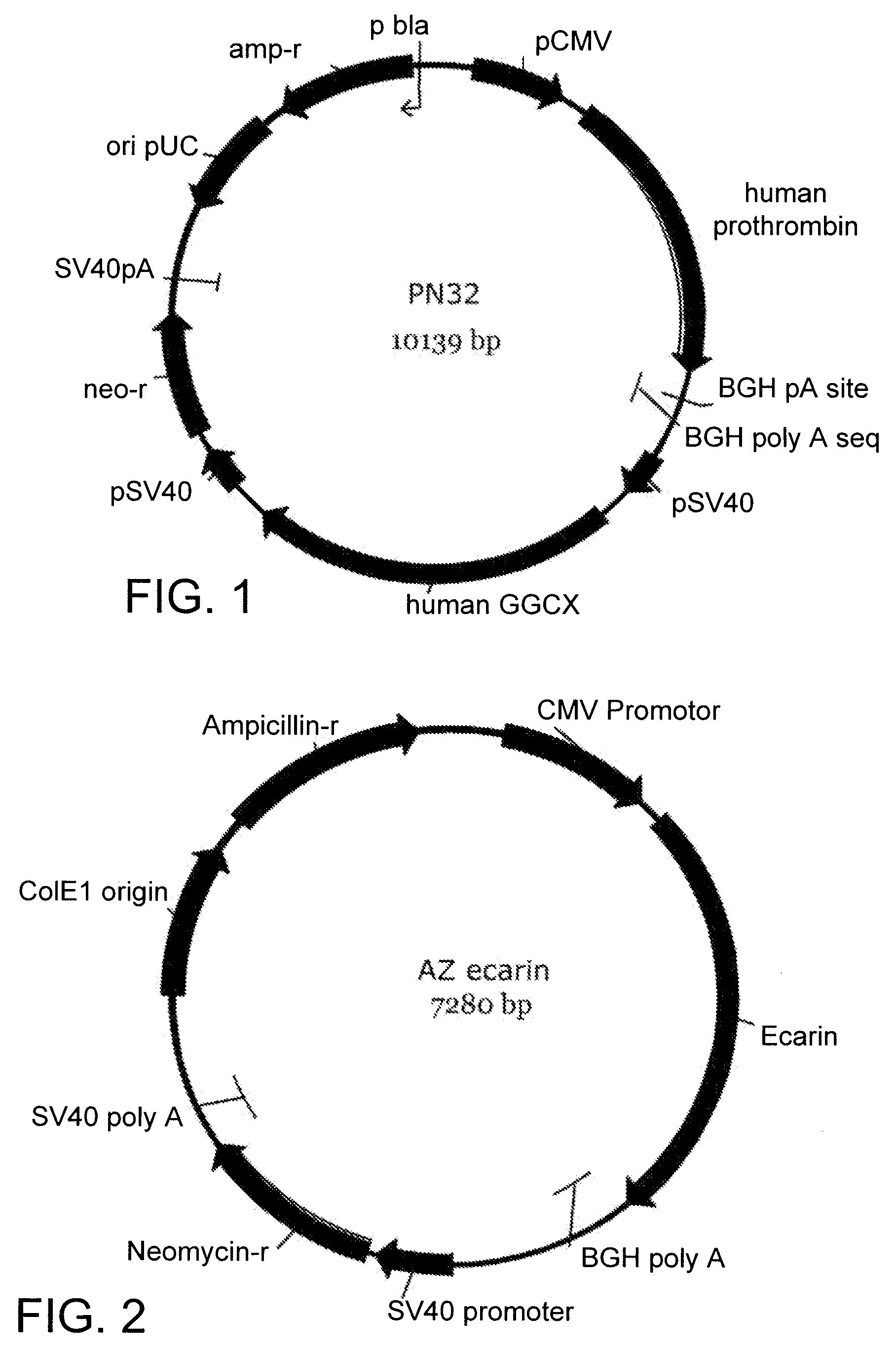Method for production of recombinant human thrombin