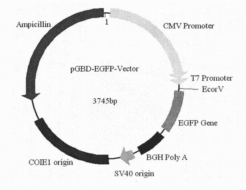 Expression vector for fusion expression of green fluorescent protein, construction method and use thereof