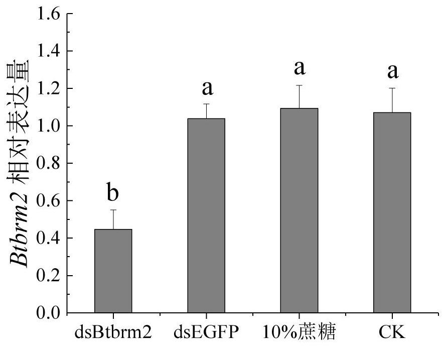 Chromatin remodeling factor btbrm2 of whitefly med cryptic species and its encoding gene and application