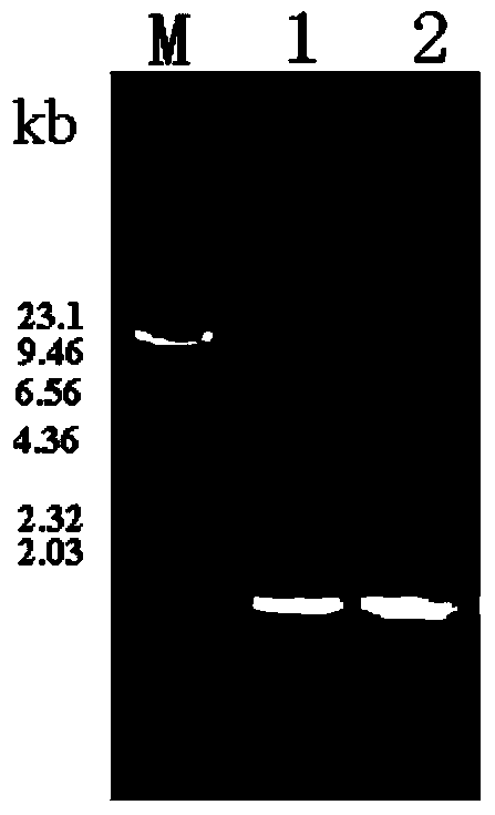 Bacillus subtilis levan sucrase mutant T305A and application thereof