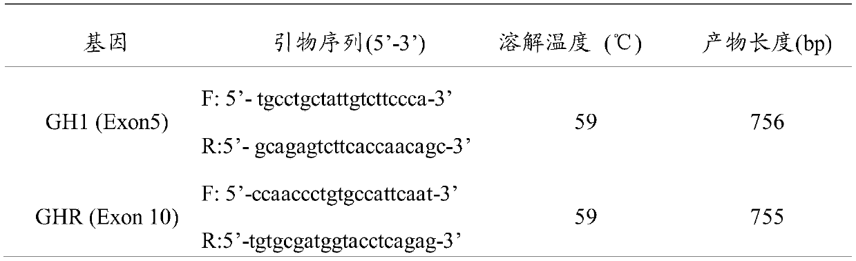 A Breeding Method of Hybrid Xiaxiben Beef Cattle