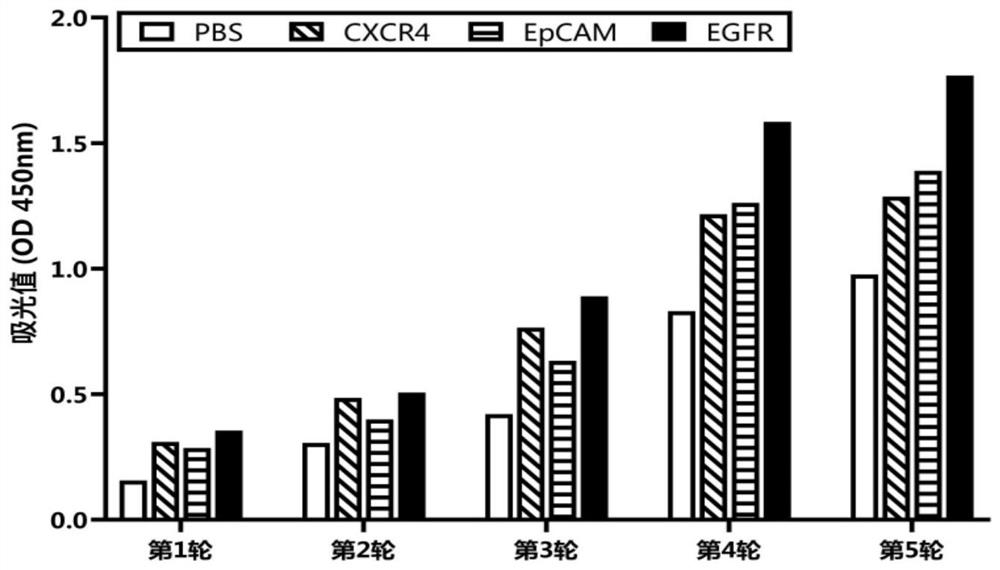 Affinity mature binding protein of EGFR and application