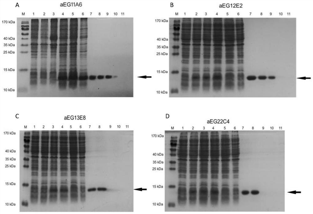 Affinity mature binding protein of EGFR and application