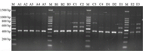 Method for identifying Bama minipigs through ISSR molecular marking