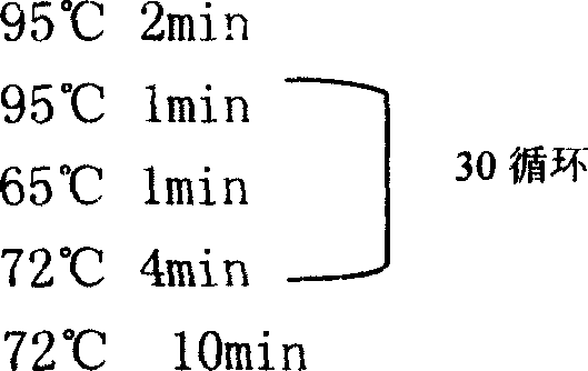 Porphyra yezoensis manganese superoxide dismutase and its preparation method