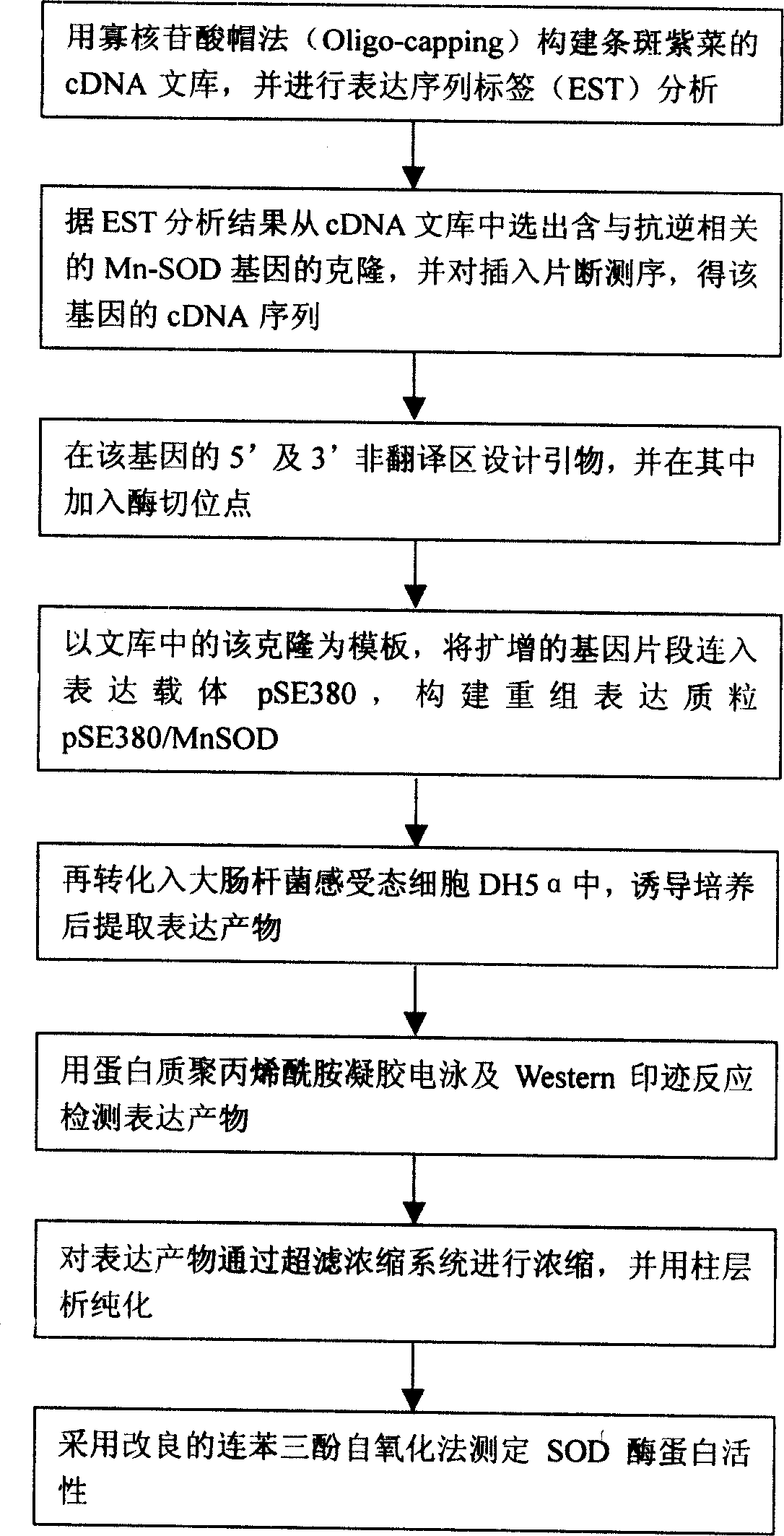 Porphyra yezoensis manganese superoxide dismutase and its preparation method