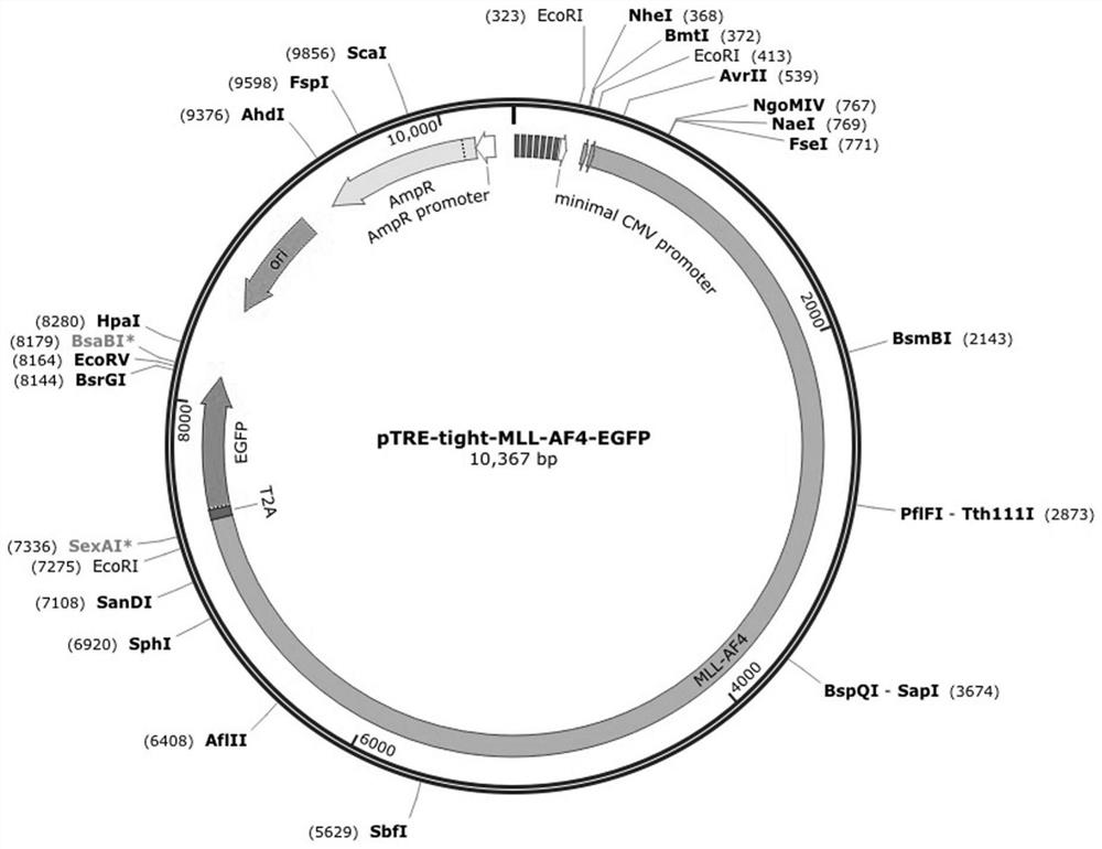 A method for realizing strong in vivo transplantation of human induced pluripotent stem cell-derived hematopoietic stem and progenitor cells