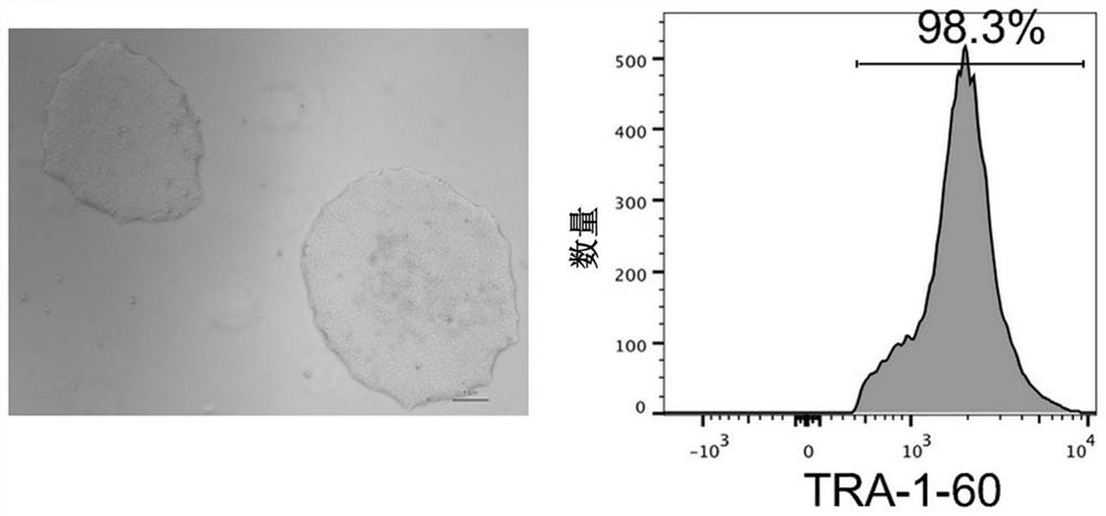 A method for realizing strong in vivo transplantation of human induced pluripotent stem cell-derived hematopoietic stem and progenitor cells