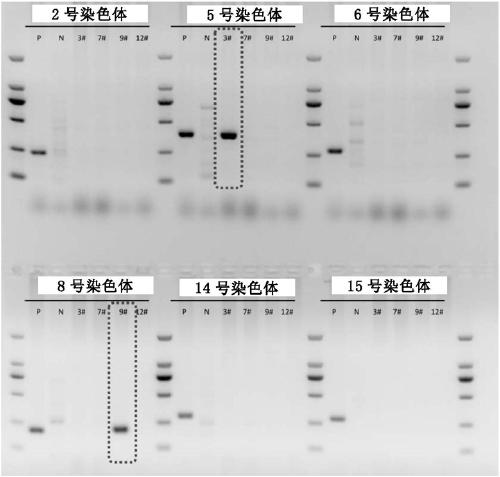 Novel method for establishing embryonic stem cells containing exogenous chromosome