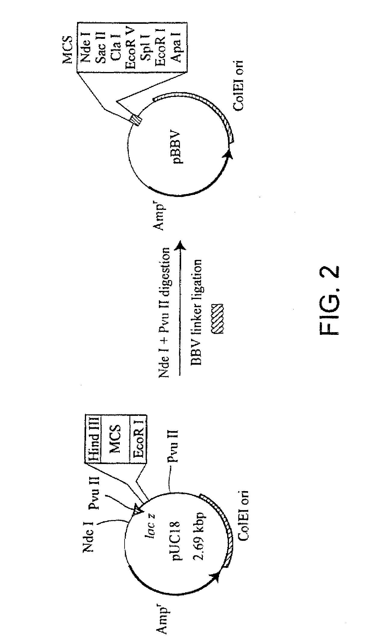 Recombinant human mannan-building proteins