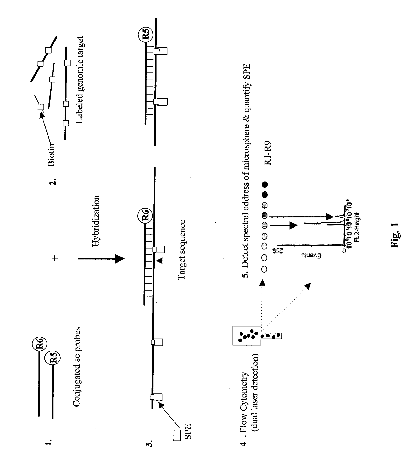 Quantification of microsphere suspension hybridization and uses thereof