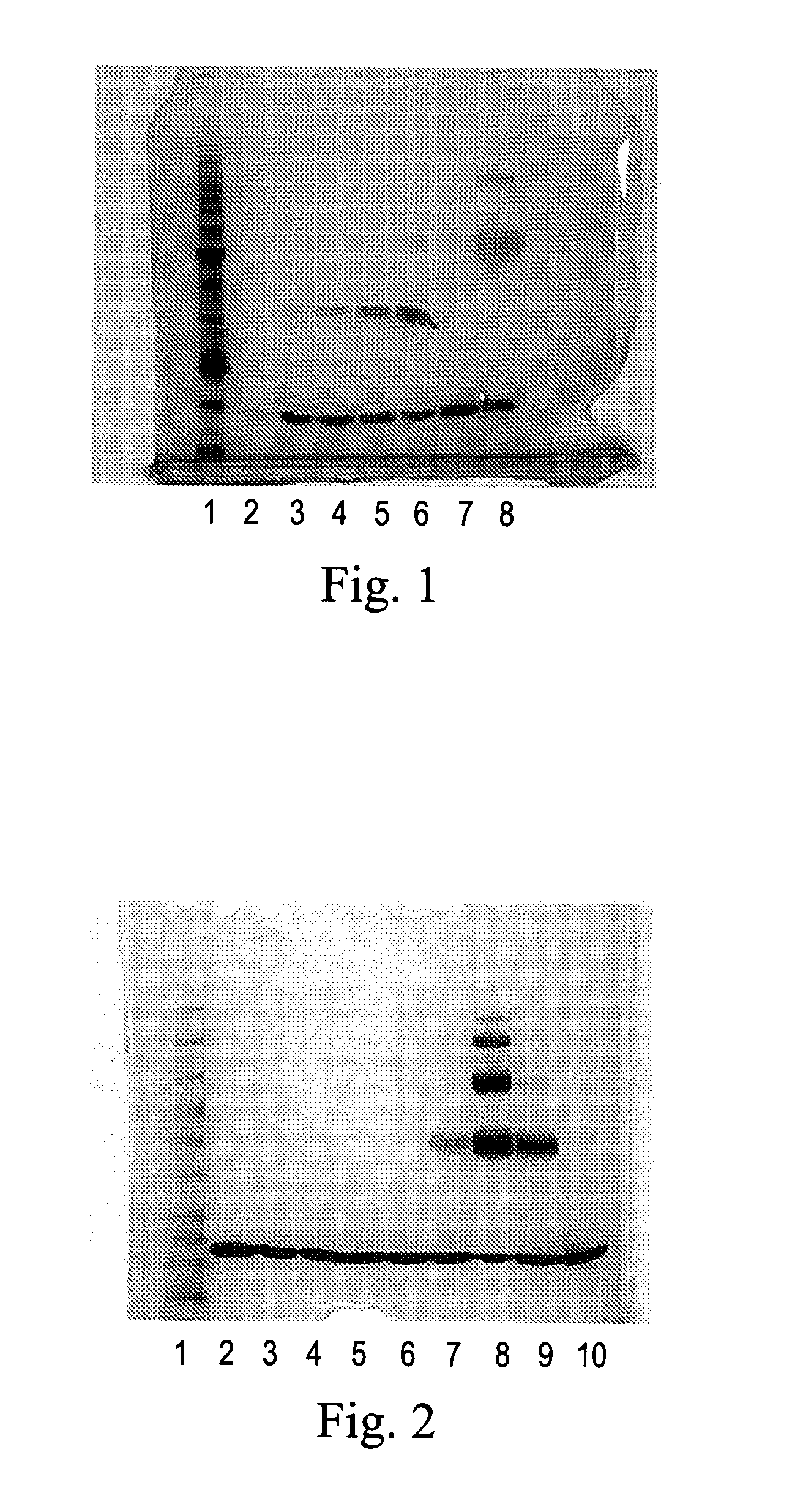 Polymeric alpha-hydroxy aldehyde and ketone reagents and conjugation method