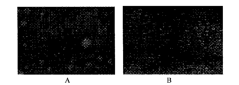 schistosomiasis japonica arborization carrier-DNA vaccine and preparation method thereof