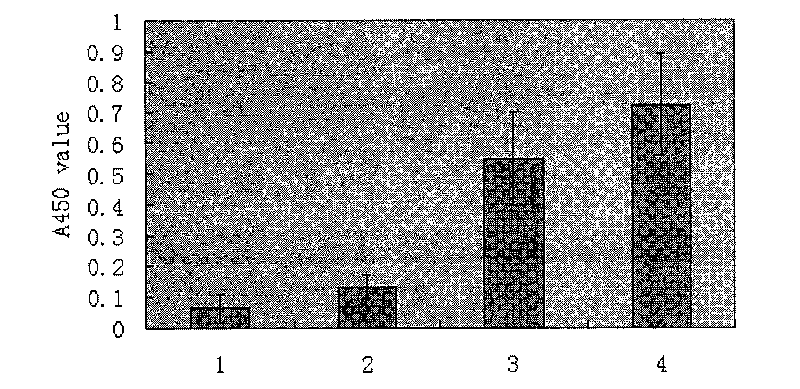 schistosomiasis japonica arborization carrier-DNA vaccine and preparation method thereof