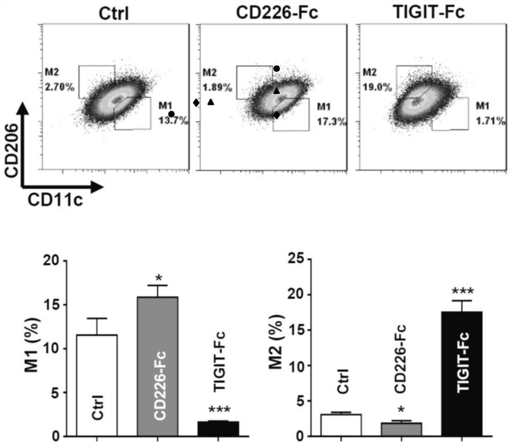 A kind of recombinant fusion protein tigit-fc and its application in anti-graft rejection