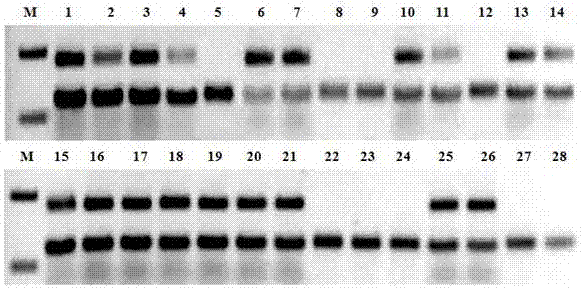 SSR primer group developed on basis of zucchini transcriptome sequence and application of SSR primer group