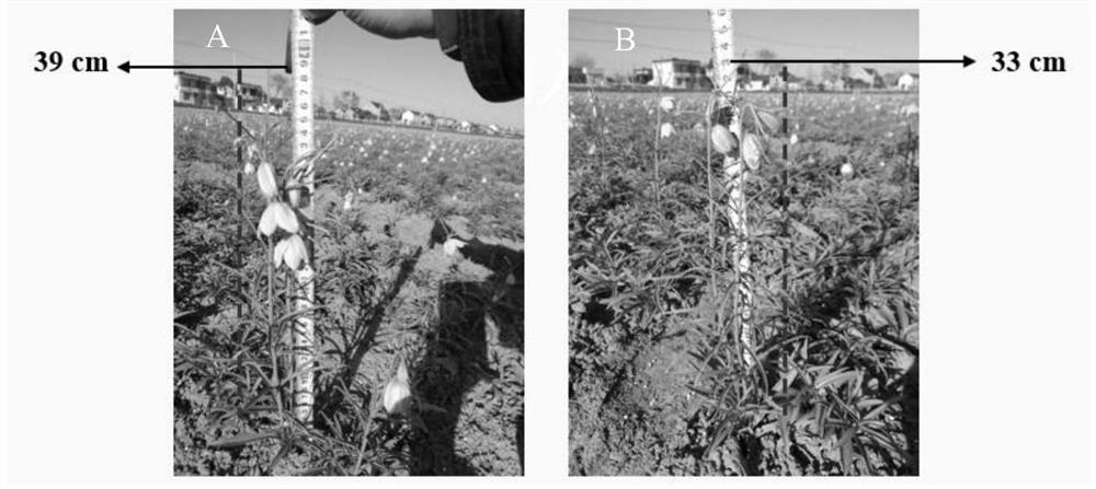 A biocontrol strain and its application in preventing and controlling the soft rot of Fritillaria fritillary and promoting the growth of Fritillaria