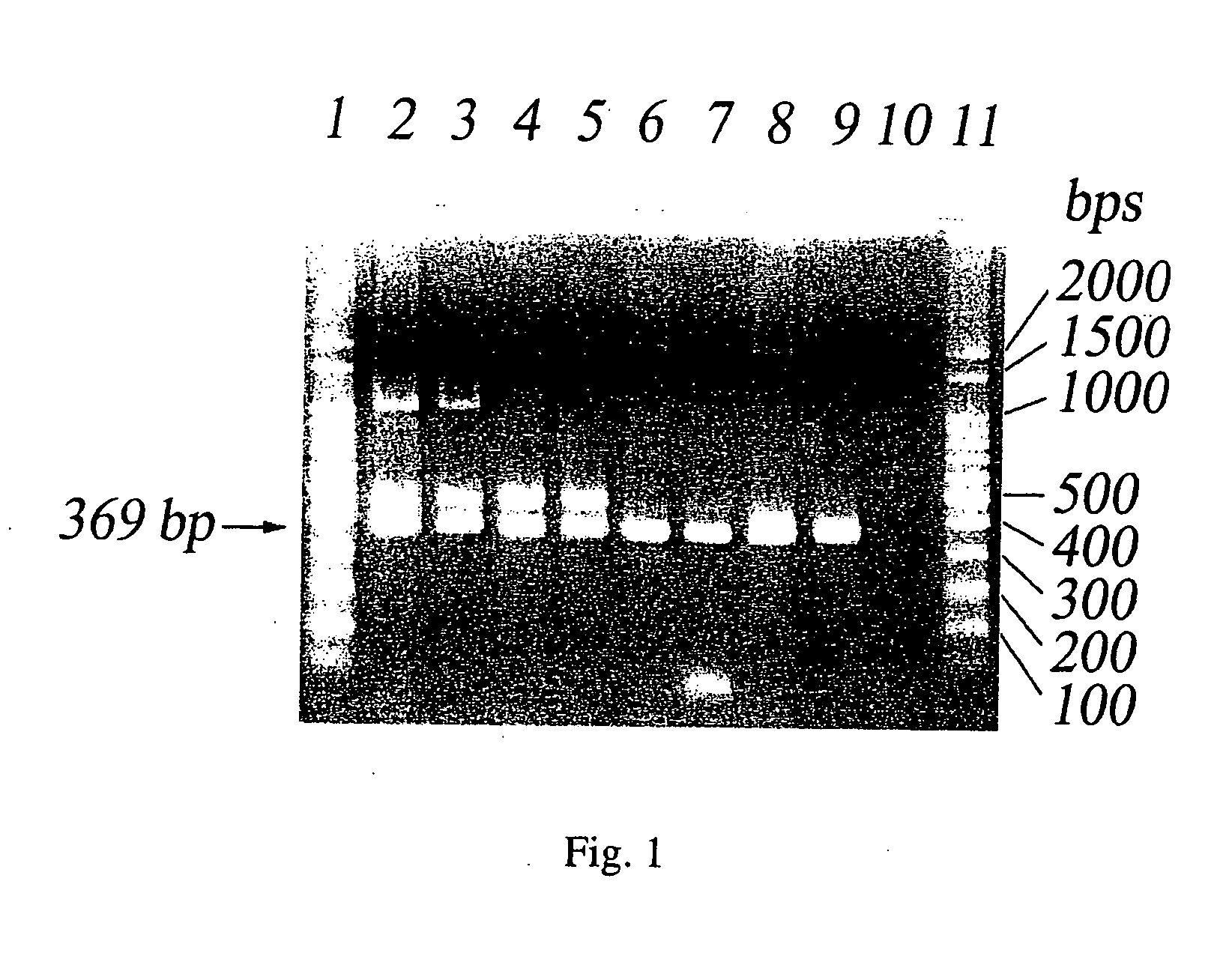 Primer composition and method of using the same in the detection of Shigella sonnei