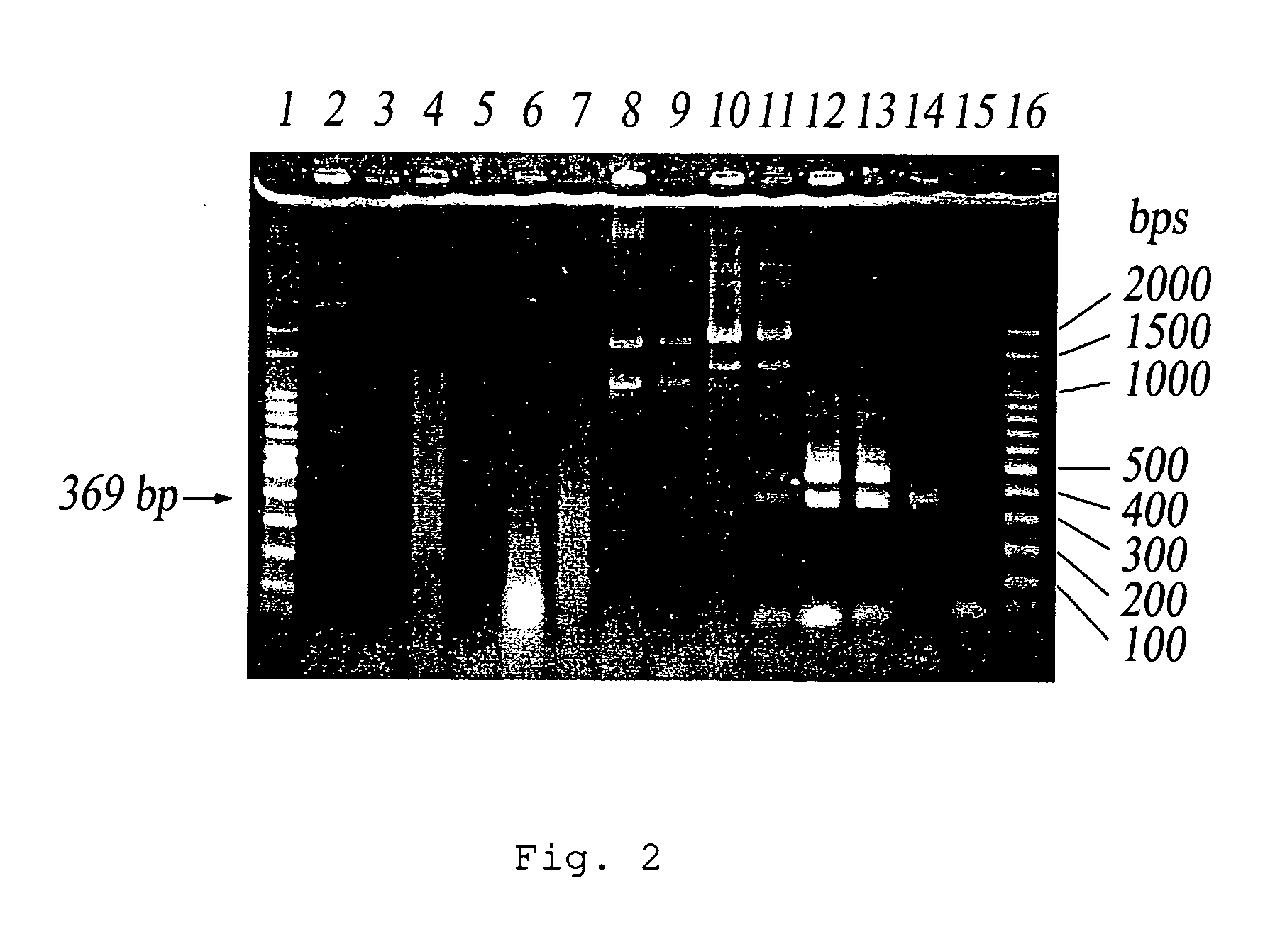 Primer composition and method of using the same in the detection of Shigella sonnei