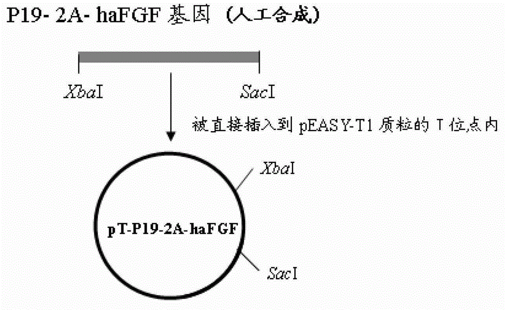 Human acid fibroblast growth factor fusion protein, and coding gene and applications thereof