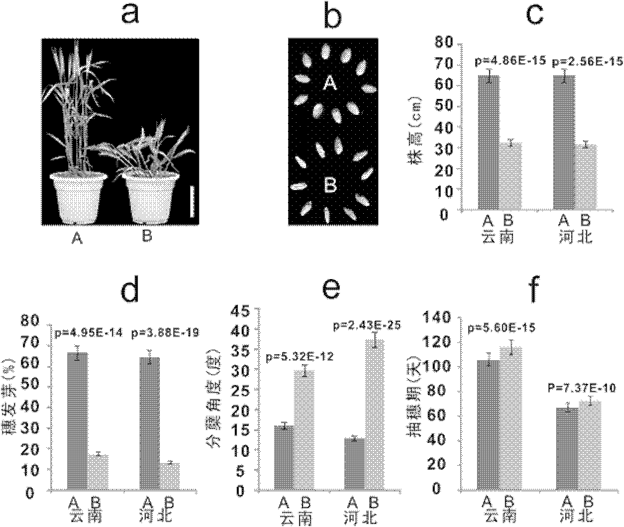 Pleiotropic gene associated protein from wheat, encoding gene thereof and application