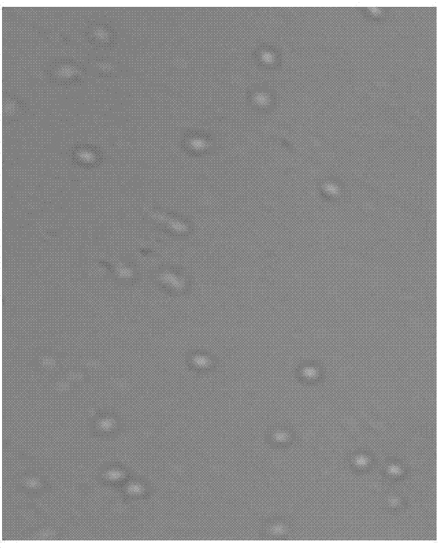 A method for ultra-low temperature freezing and storage of sperm of golden perch