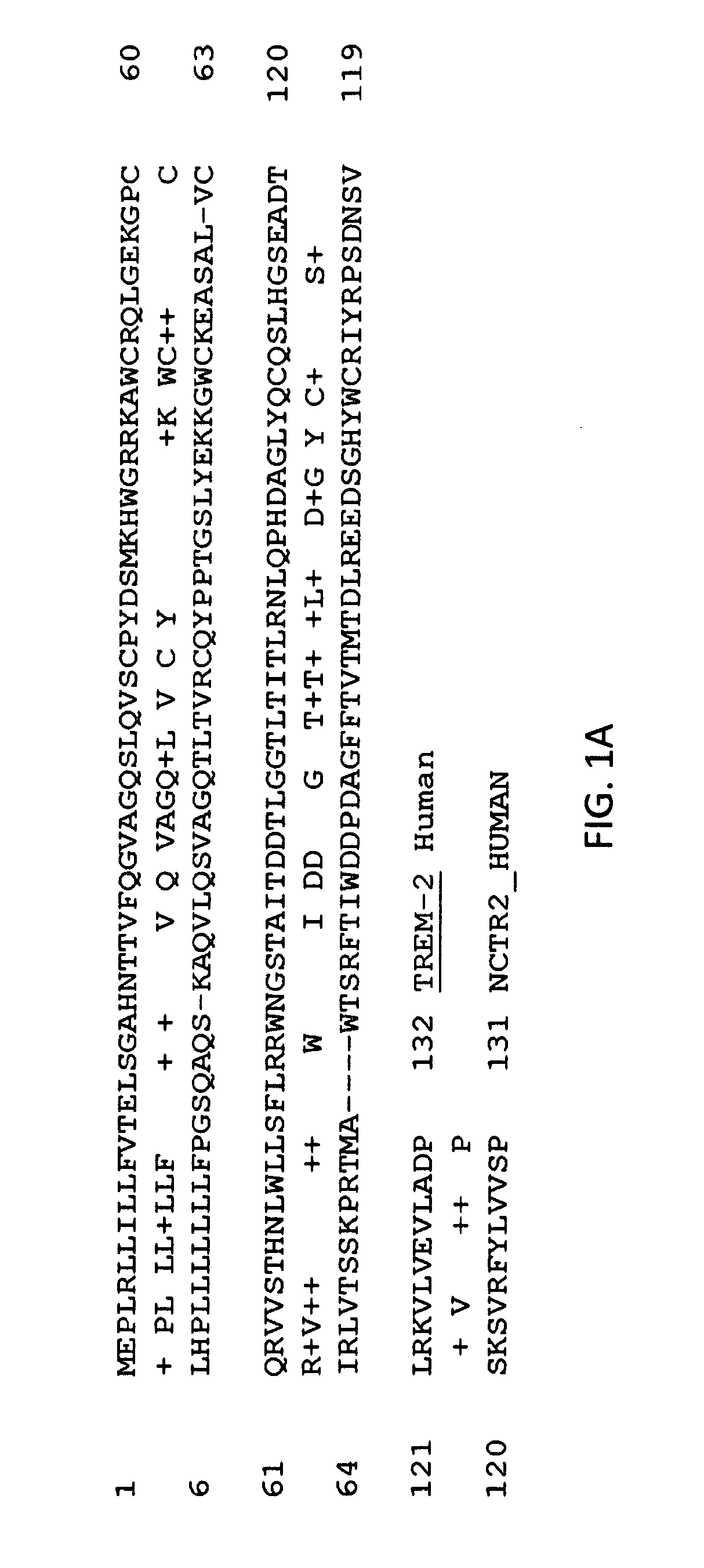 Anti-trem2 antibodies and methods of use thereof