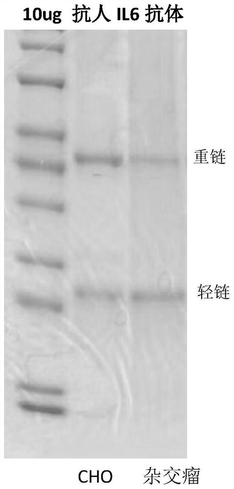 Method for high-throughput synthesis of monoclonal antibody stably transfected expression cell strain