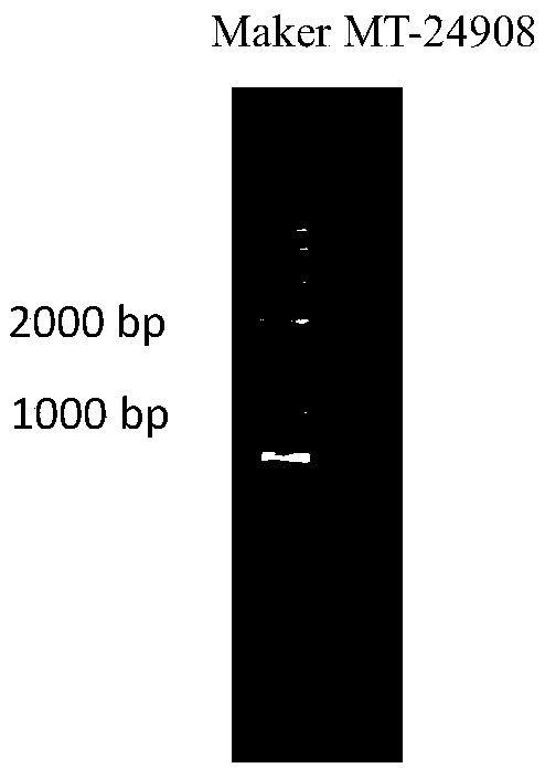 Myliataylori sesquiterpene synthetase MTa and gene sequence thereof